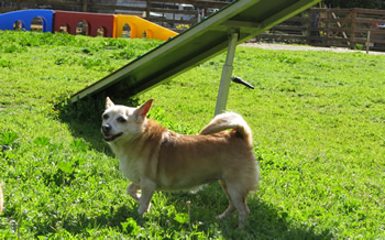 Adopt Dumpling