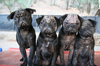 Pug Puppies