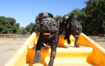 Pug Puppies