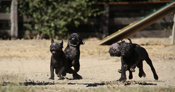 Pug Puppies