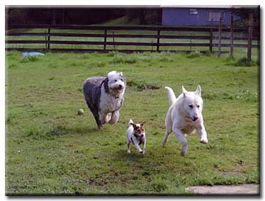 Running Dogs