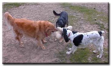 Tug of War